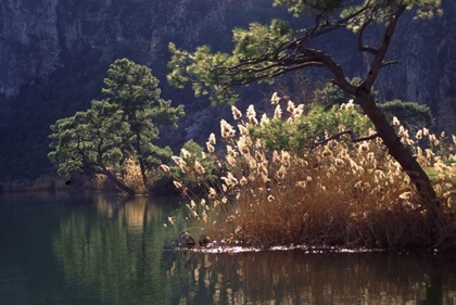 Picture of TURKEY, DALYAN PINES, GRASSES AND WATERFOWL