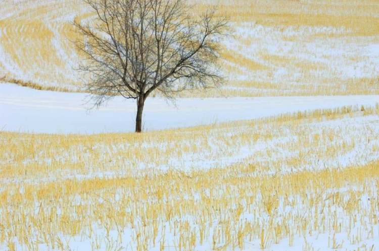 Picture of CANADA, ALBERTA LONE TREE IN SNOWY FIELD