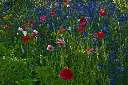 Picture of CANADA, MANITOBA, BRANDON GARDEN FLOWERS