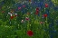 Picture of CANADA, MANITOBA, BRANDON GARDEN FLOWERS