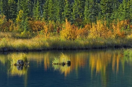 Picture of CANADA, BANFF NP VERMILLION LAKE IN FALL
