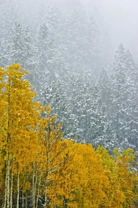 Picture of CANADA, BANFF NP SNOW IN MOUNTAIN FOREST