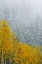Picture of CANADA, BANFF NP SNOW IN MOUNTAIN FOREST