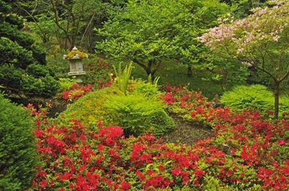 Picture of CANADA, BC, VANCOUVER LUSH GREEN GARDEN