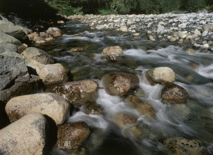 Picture of CANADA, BC, GOLD CREEK AT GOLDEN EARS PP