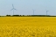 Picture of CANADA, SOMERSET WIND TURBINES AND CANOLA
