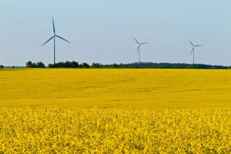Picture of CANADA, SOMERSET WIND TURBINES AND CANOLA