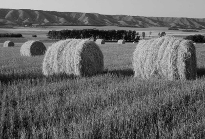 Picture of CANADA, MANITOBA, ROLLED HAY BALES IN FIELD