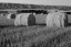 Picture of CANADA, MANITOBA, ROLLED HAY BALES IN FIELD