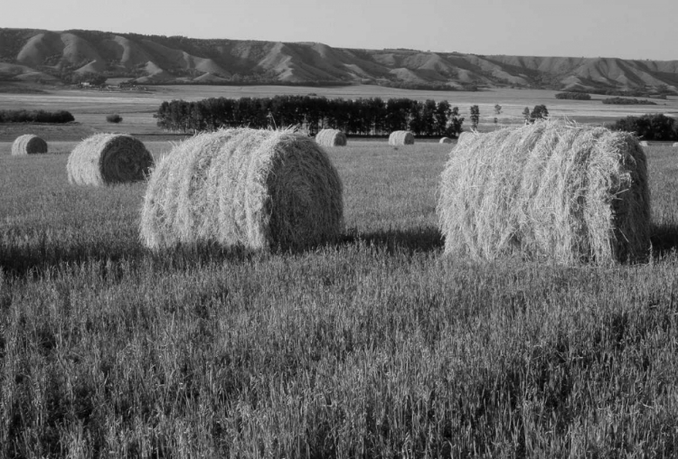 Picture of CANADA, MANITOBA, ROLLED HAY BALES IN FIELD