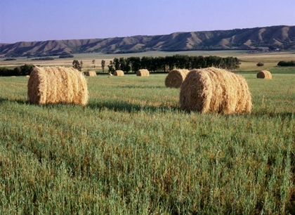 Picture of CANADA, MANITOBA, ROLLED HAY BALES IN FIELD