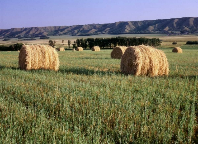Picture of CANADA, MANITOBA, ROLLED HAY BALES IN FIELD