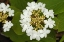 Picture of CANADA, DORSET FLOWERS ON HOBBLEBUSH SHRUB