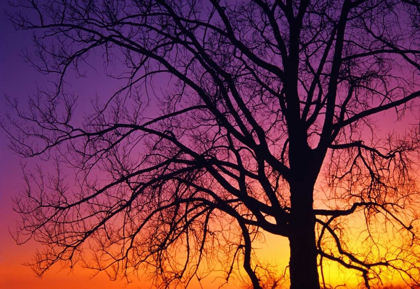Picture of CANADA, MANITOBA COTTONWOOD TREE AT SUNSET