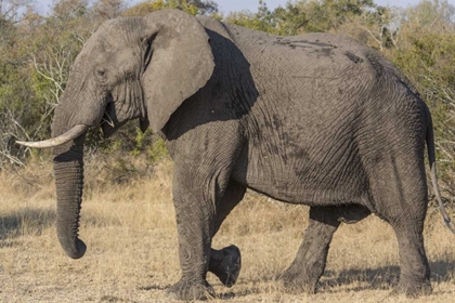 Picture of SOUTH AFRICA, SIDE VIEW OF MALE ELEPHANT