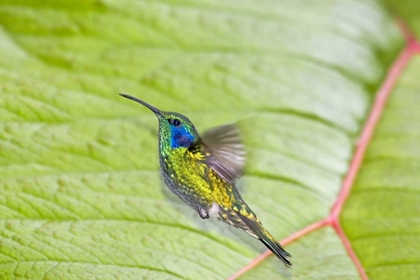 Picture of COSTA RICA GREEN VIOLET-EAR HUMMINGBIRD