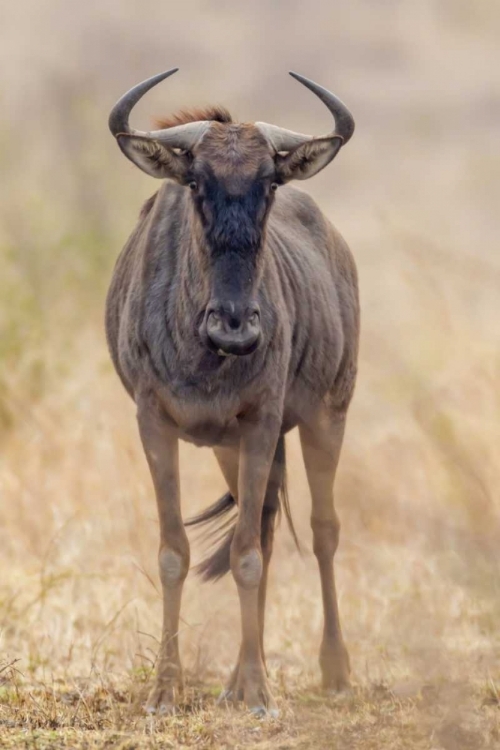 Picture of AFRICA, SOUTH AFRICA FRONTAL VIEW OF GNU