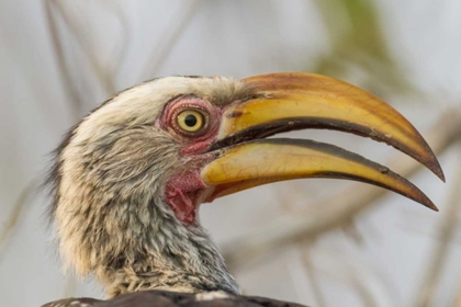 Picture of SOUTH AFRICA YELLOW-BILLED HORNBILL BIRD