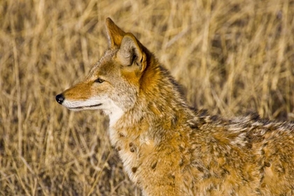 Picture of NEW MEXICO COYOTE STALKING DUCKS ON POND