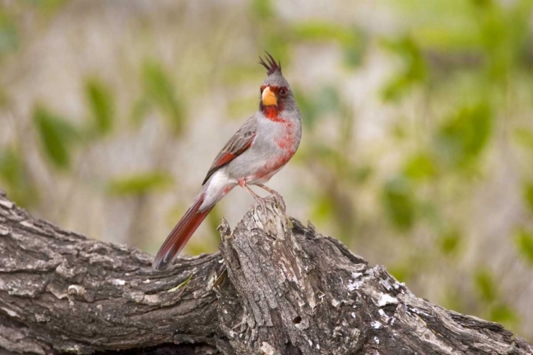 Picture of TX, MISSION, MALE PYRRHULOXIA BIRD ON LOG