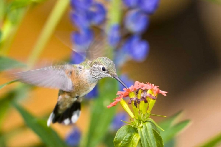 Picture of CO, LEADVILLE RUFOUS HUMMINGBIRD FEEDING