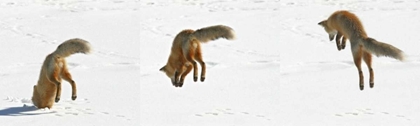 Picture of CO, FRISCO, GIBERSON BAY RED FOX HUNTING