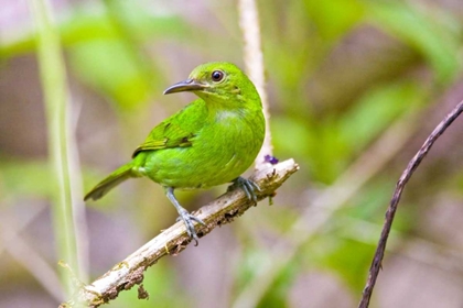 Picture of COSTA RICA, SARAPIQUI GREEN HONEYCREEPER