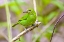 Picture of COSTA RICA, SARAPIQUI GREEN HONEYCREEPER
