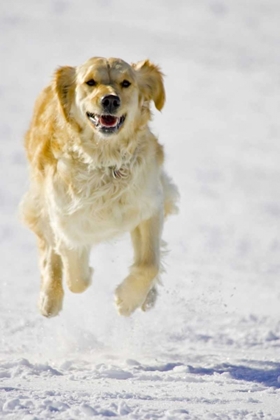 Picture of COLORADO GOLDEN RETRIEVER RUNNING IN SNOW