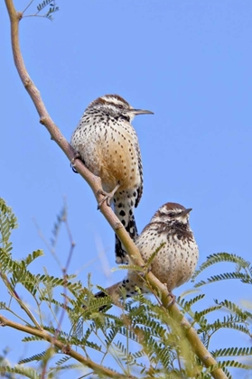 Picture of ARIZONA, PHOENIX CACTUS WREN PAIR ON LIMB