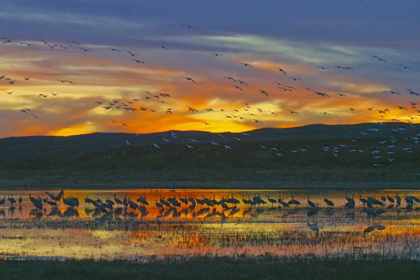 Picture of NEW MEXICO SANDHILL CRANES AND SNOW GEESE