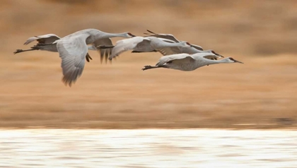Picture of NEW MEXICO GROUP OF SANDHILL GEESE FLYING