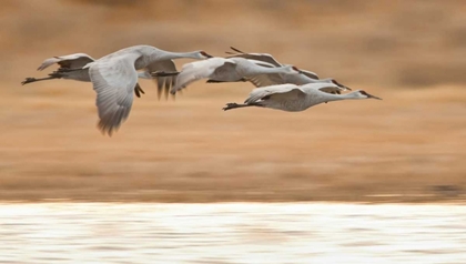 Picture of NEW MEXICO GROUP OF SANDHILL GEESE FLYING