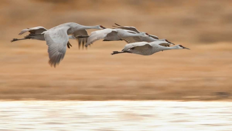 Picture of NEW MEXICO GROUP OF SANDHILL GEESE FLYING
