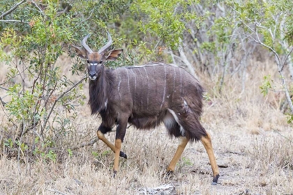 Picture of AFRICA, SOUTH AFRICA GREATER KUDU ANTELOPE