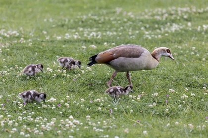 Picture of SOUTH CAPE TOWN MOTHER GOOSE WITH GOSLINGS
