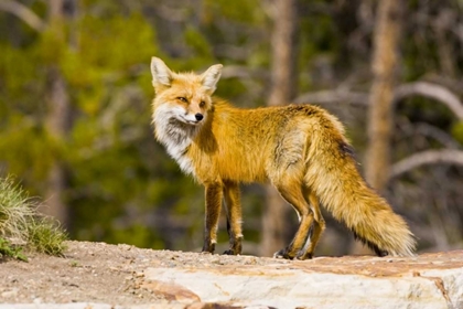 Picture of COLORADO, BRECKENRIDGE PORTRAIT OF RED FOX