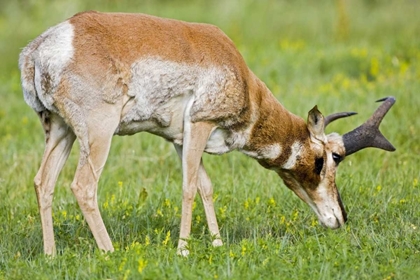 Picture of SD, CUSTER SP ADULT MALE PRONGHORN GRAZING