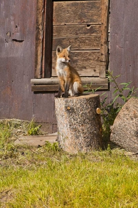 Picture of CO, BRECKENRIDGE YOUNG FOX SITTING ON LOG 
