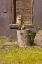Picture of CO, BRECKENRIDGE YOUNG FOX SITTING ON LOG 