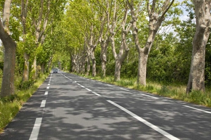 Picture of FRANCE, PROVENCE CARS ON TREE-LINED STREET