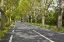 Picture of FRANCE, PROVENCE CARS ON TREE-LINED STREET