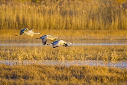 Picture of NEW MEXICO GREATER SANDHILL CRANES LANDING