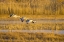 Picture of NEW MEXICO GREATER SANDHILL CRANES LANDING