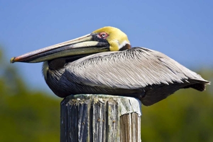 Picture of FL, EVERGLADES CITY, ROOSTING BROWN PELICAN