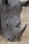 Picture of AFRICA, SOUTH AFRICA CLOSE-UP OF RHINO HEAD