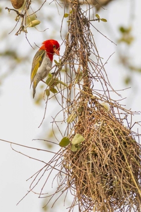 Picture of SOUTH AFRICA MALE RED-HEADED WEAVER ON NEST