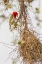 Picture of SOUTH AFRICA MALE RED-HEADED WEAVER ON NEST