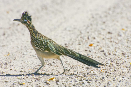 Picture of NEW MEXICO GREATER ROADRUNNER CROSSING ROAD