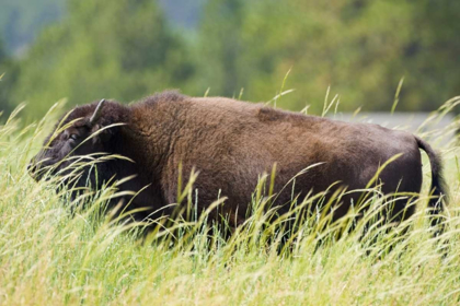 Picture of SD, CUSTER SP ADULT BUFFALO IN GRASSY FIELD